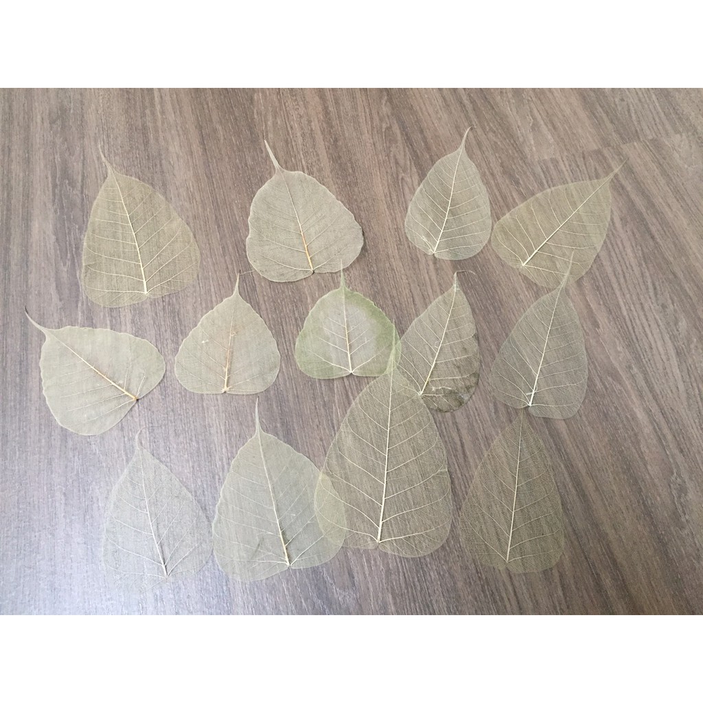 Set 10 Xương lá bồ đề, ngọc lan phơi khô tư nhiên không dùng chất tẩy trắng, lớn nhỏ ngẫu nhiên | BigBuy360 - bigbuy360.vn