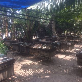 Mật ong Nhãn Organic