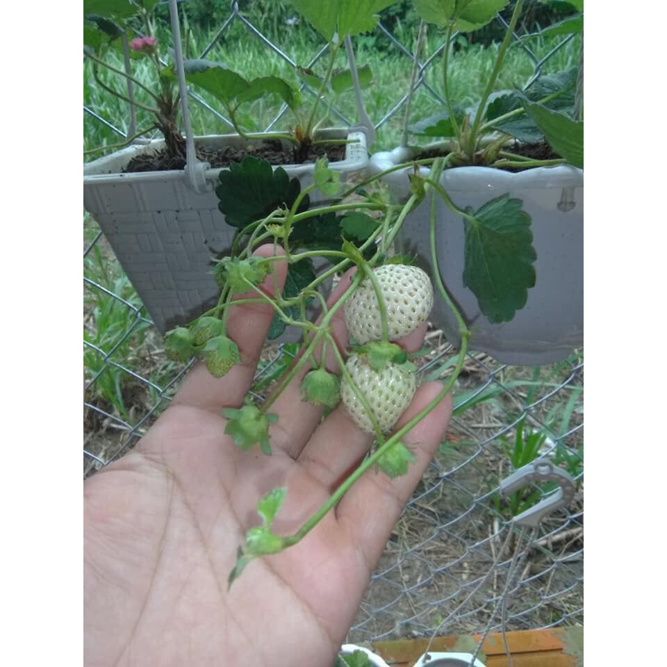 Hạt giống dâu tây 4 mùa - 100 hạt
