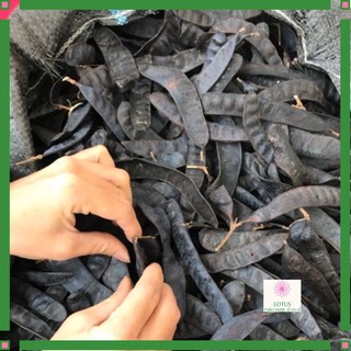 Quả bồ kết 1 kg siêu chạy hàng