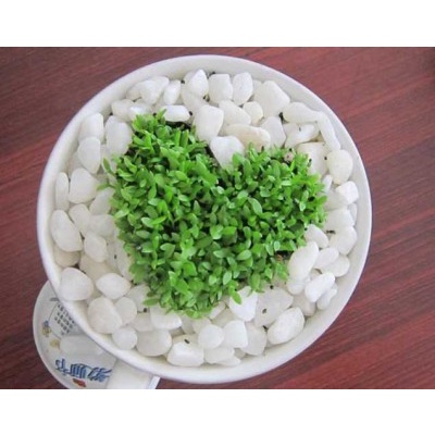 10gram Hạt thanh long cỏ may mắn