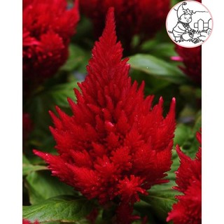 HẠT HOA MỒNG GÀ ĐỎ ĐUÔI PHỤNG - GÓI 0,3 GRAM