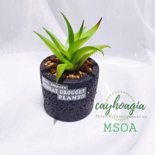 Cây Giả - Chậu sen đá nha đam MSOA