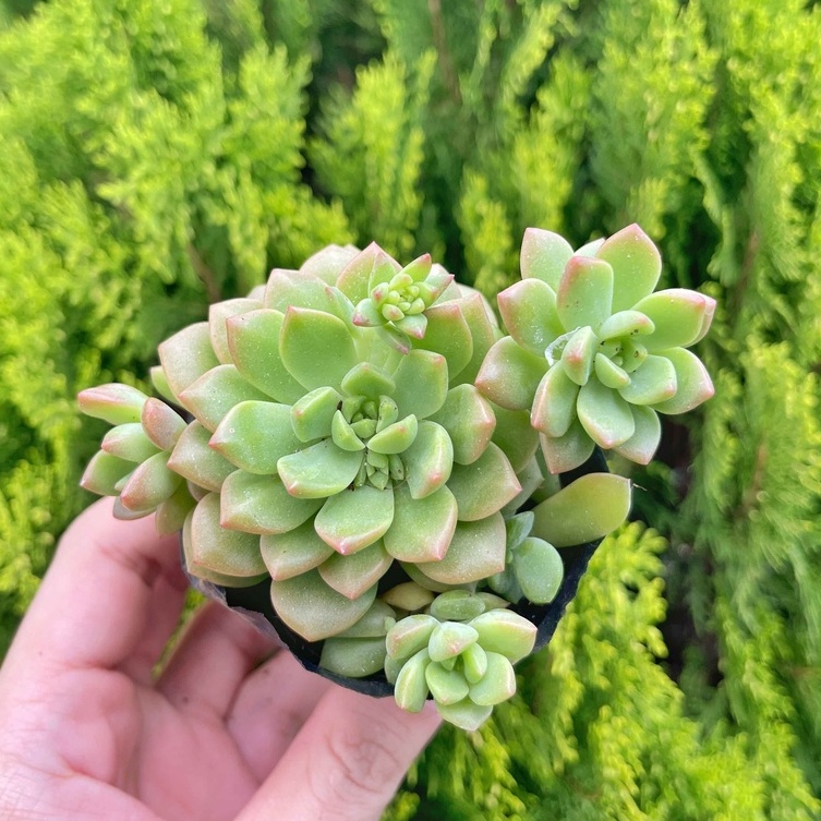 Sen đá mặt trời 5-7cm - Vườn sen đá