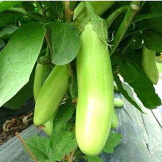 Hạt giống Cà xanh dài (Cà xanh mỡ) 1 gram