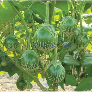 Hạt giống cà bát ta da ếch - 2gr