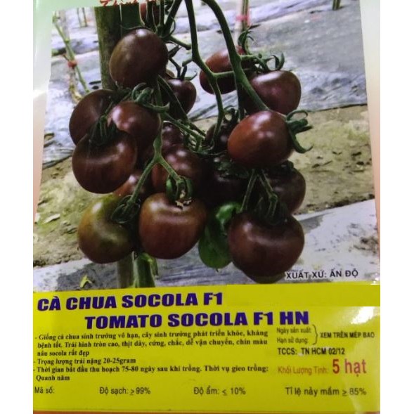 HẠT GIỐNG CÀ CHUA SOCOLA F1 - GÓI 5 HẠT