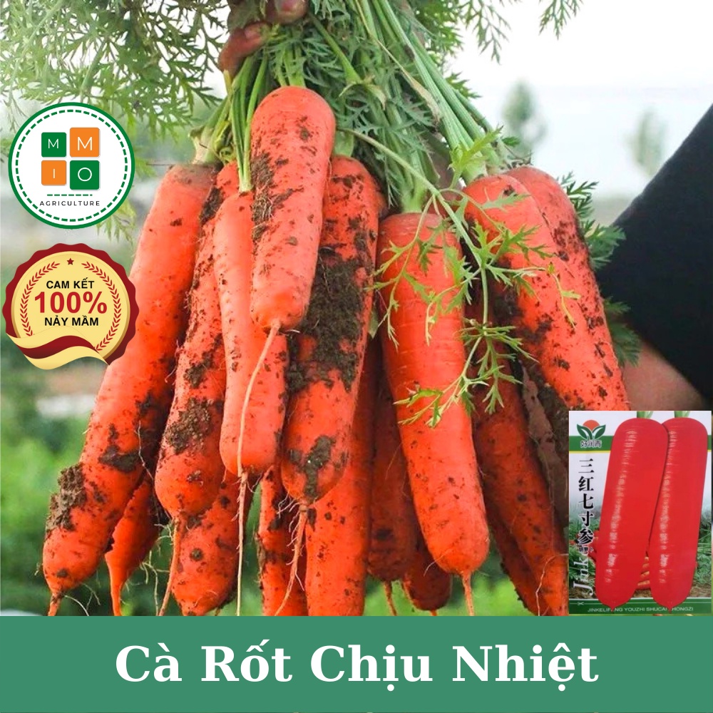 Hạt giống cà rốt chịu nhiệt