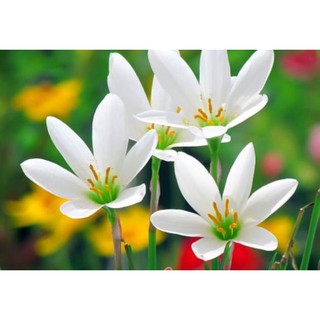 1 củ huệ mưa màu trắng
