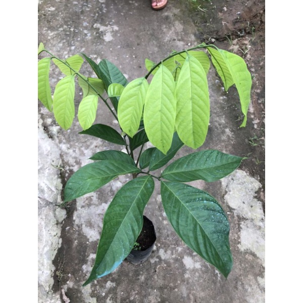 Giống Cây Bòn Bon Thái Cây To Đẹp