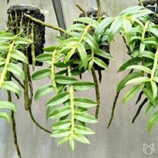 Hoa phong lan-long tu lào + Tặng 02 cây nhót ngọt