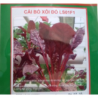 Kho buôn Hạt giống cải bó xôi đỏ