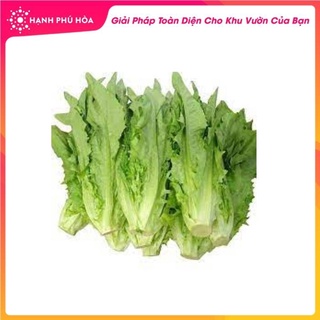 Hạt Giống Xà Lách Nhọn(Rau Diếp Thơm)- 10 gram-Tỉ Lệ Nảy Mầm Cao, Thu Hoạch Quanh Năm, Ăn Ngon Ngọt, Tốt Cho Sức Khỏe