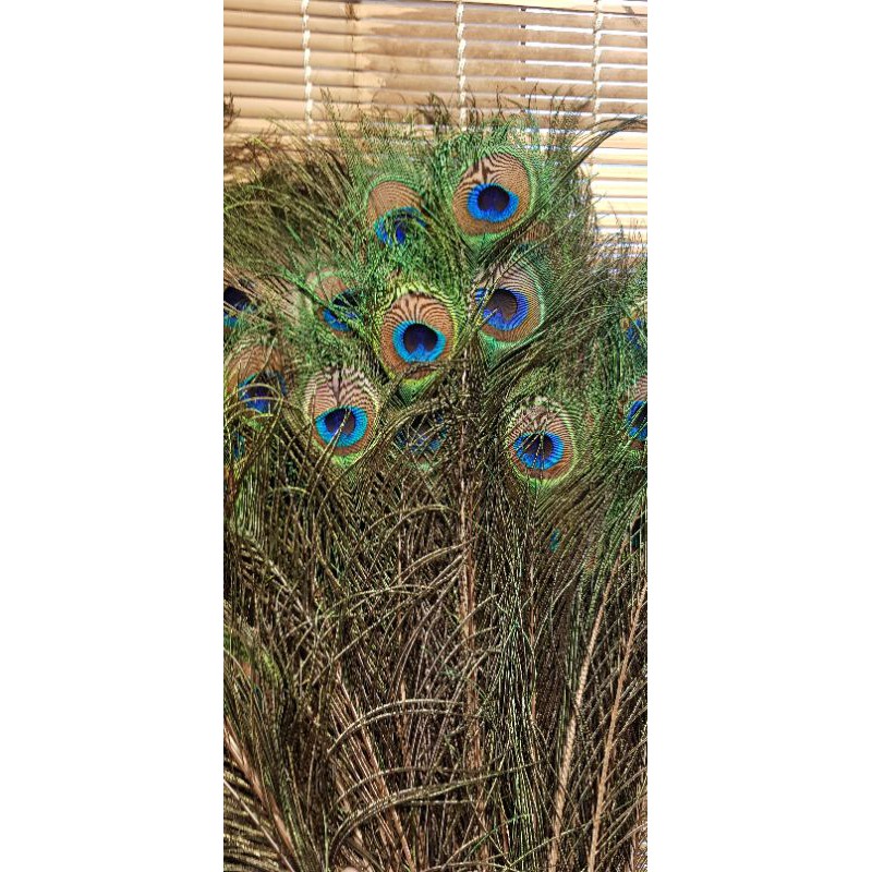 combo 108 lông công phong thủy dài 80-100cm (ảnh thật) | BigBuy360 - bigbuy360.vn