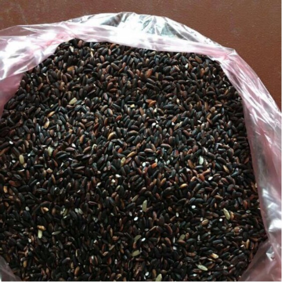 Gạo nếp cẩm quê