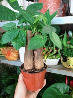 Chậu Kim Ngân 3 Thân