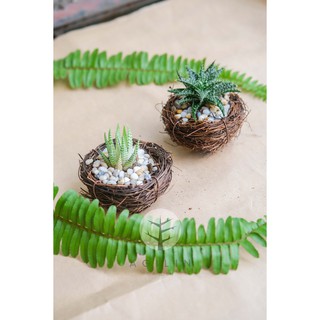 Cây MÓNG RỒNG  trồng trong TỔ CHIM MỘC MẠC - Cây Mệnh Thổ, Mộc, Hỏa