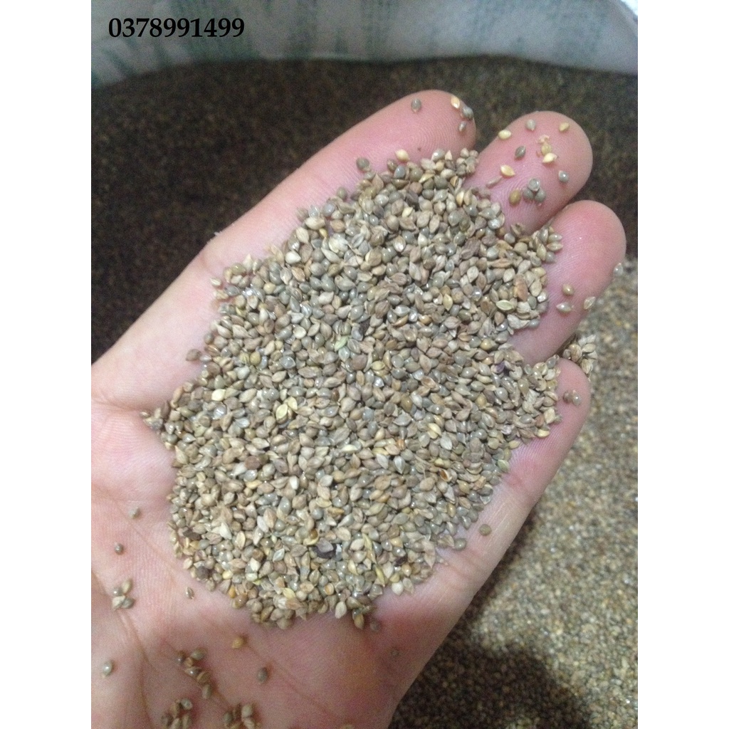 1kg hạt kê nhật - dinh dưỡng cho các dòng finch, yến, bảy màu