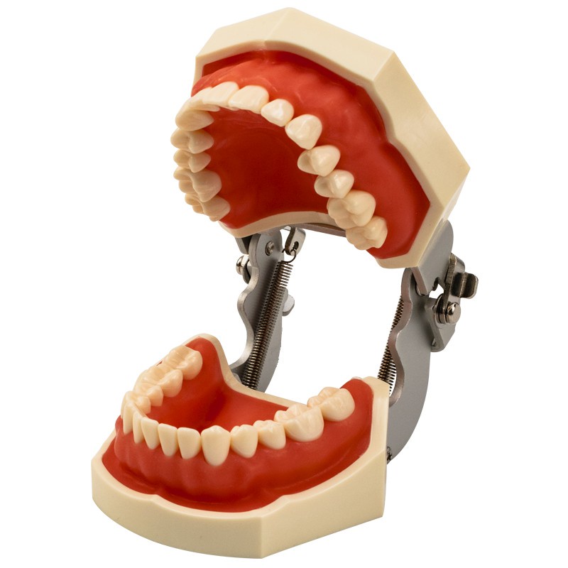Mô Hình Hàm Răng Tiêu Chuẩn Có Thể Tháo Rời Hỗ Trợ Giảng Dạy Nha Khoa