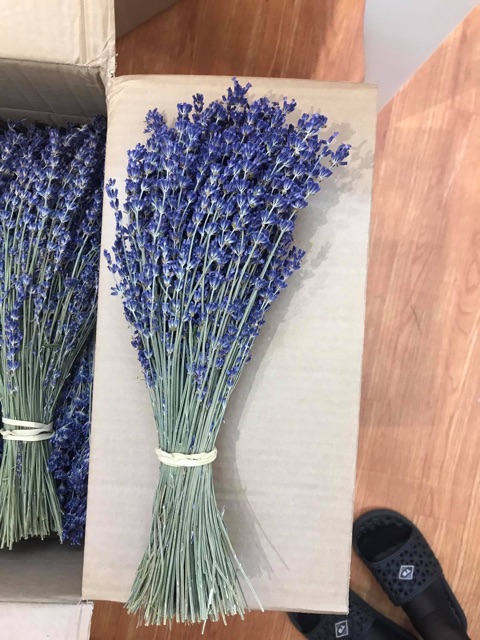 HOA KHÔ TRANG TRÍBó hoa khô Lavender Pháp (hoa Oải hương) trên 200 cành to mập nhiều nụ thơm ngào ngạt