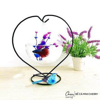 Bể Cá Mini Trái Tim 26 ( Tặng Kèm Combo Phụ Kiện )
