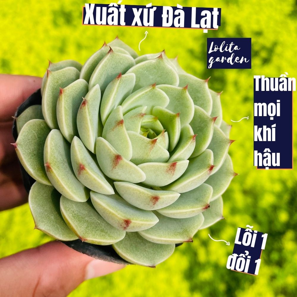 Sen đá vân mai Đà Lạt size bé cây cảnh trang trí nhà cửa Lolita garden