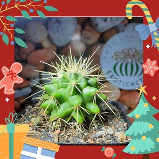 Kim hổ - Echinocactus grusonii ( 4.5cm-5.0cm )_( Vườn xương rồng EXOTICACTUS )