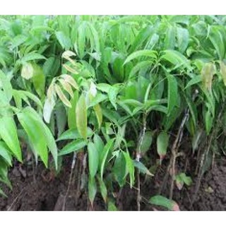 cây vải không hạt