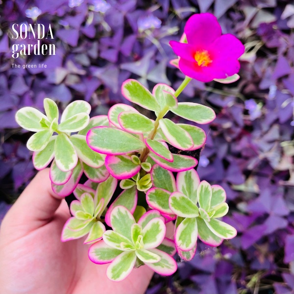 Sen đá cỏ sam SONDA GARDEN size bé 5-6cm, xuất xứ Đà Lạt, khoẻ đẹp, lỗi 1 đổi 1