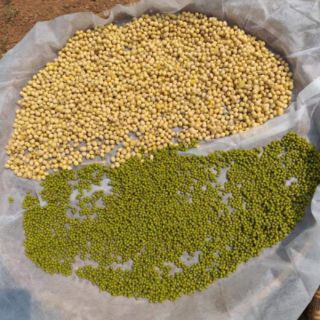 Ngũ cốc lợi sữa Minh An