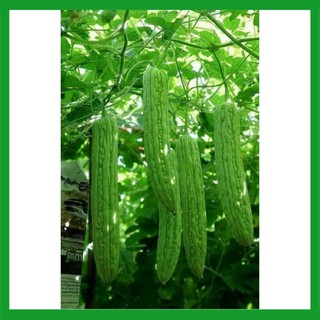 Hạt giống Mướp Đắng trái dài