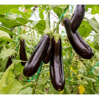 Hạt Giống Cà Tím