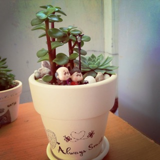 Terrarium chậu: Concept "Khi chúng ta Già"