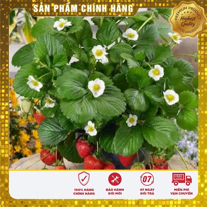 Hạt giống Dâu Tây Đỏ Chùm F1 (100 hạt)