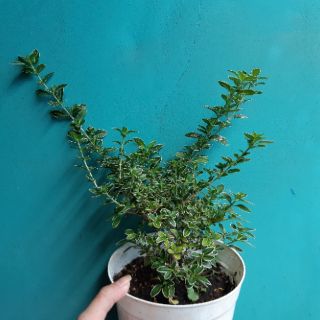 Cây cần thăng bonsai mini