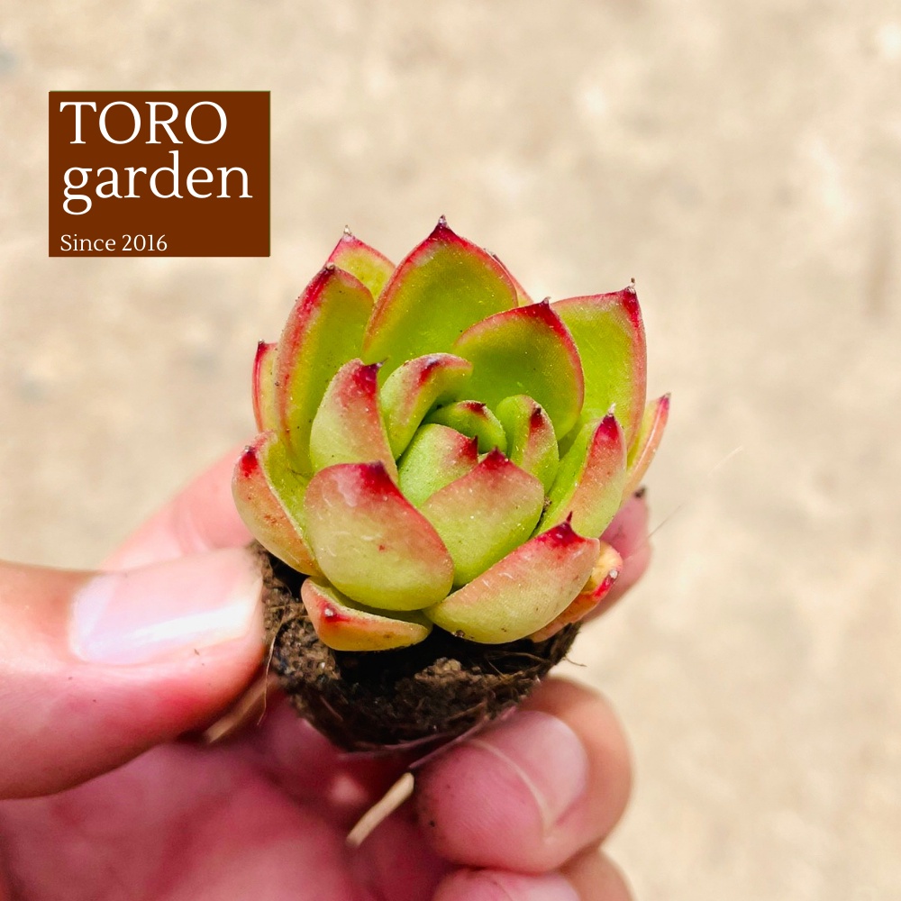 Sen đá viền lửa Đà Lạt size mini cây cảnh trang trí nhà cửa Toro garden