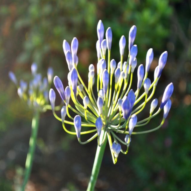 CỦ HOA THANH ANH ĐÀ LẠT