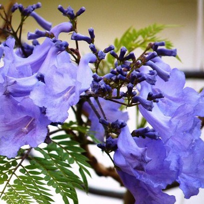 Hạt giống hoa Phượng Tím túi 3 hạt - tặng kèm 3 viên nén ươm hạt