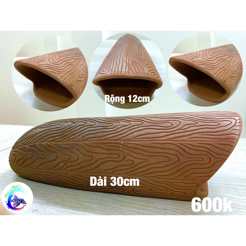 Hang Pleco “HANG SINH SẢN CÁ LỚN - 600K”