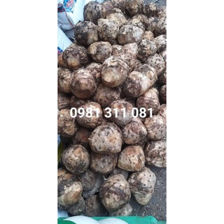 2kg Nghệ độc thân
