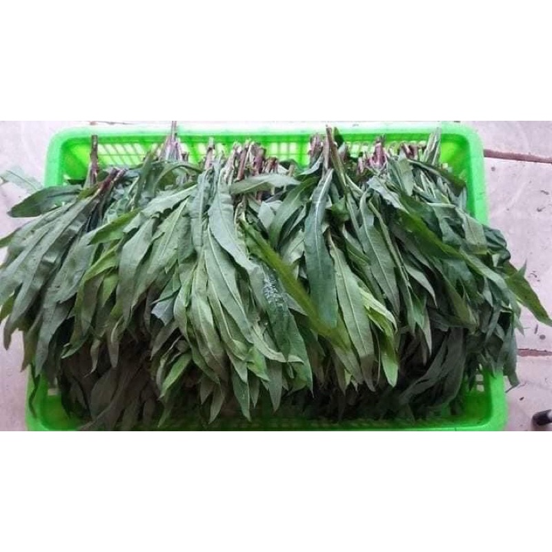 1Kg Cây Bồ công anh khô thơm mới