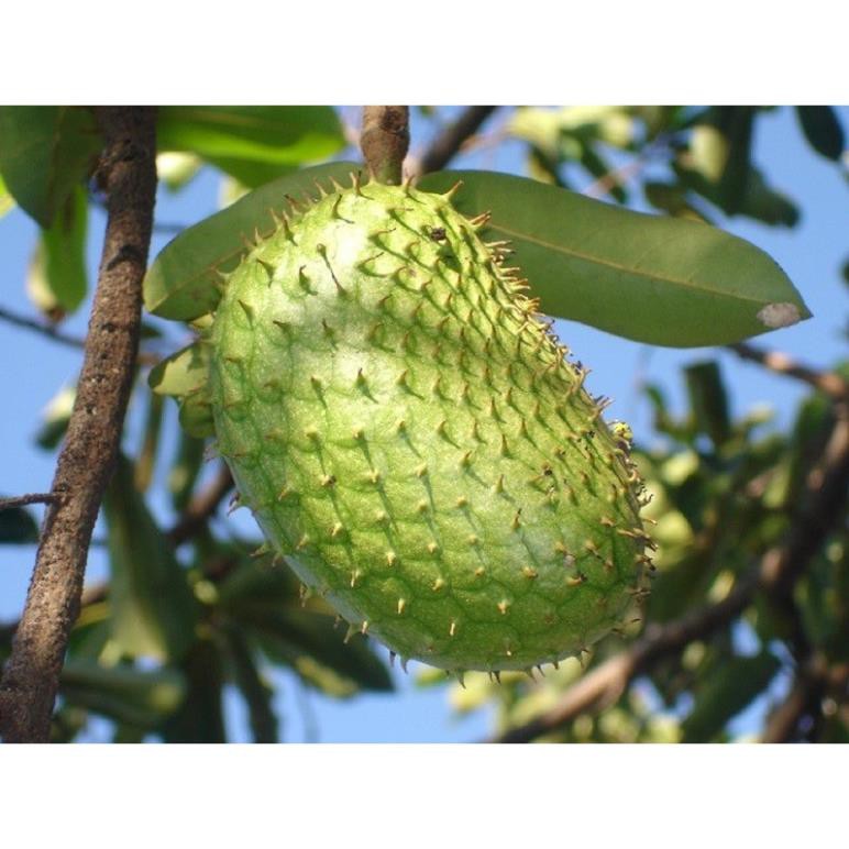 Cây mãng cầu xiêm