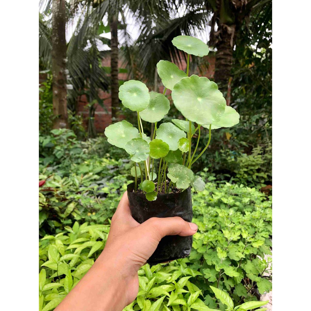 Cây Cỏ Đồng Tiền - Rau Má Đồng Tiền  Boiboi.Organic, Cây Trong Bầu Đất, Rễ Khỏe
