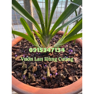 PHÂN TAN CHẬM CÓ KIỂM SOÁT RYNAN® FLOWERMATE 210 ( 22-10-10 + TE )