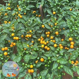 [CG] Cây Ớt charapita (ớt pêru-ớt đắc nhất thế giới) giá 100k/chậu