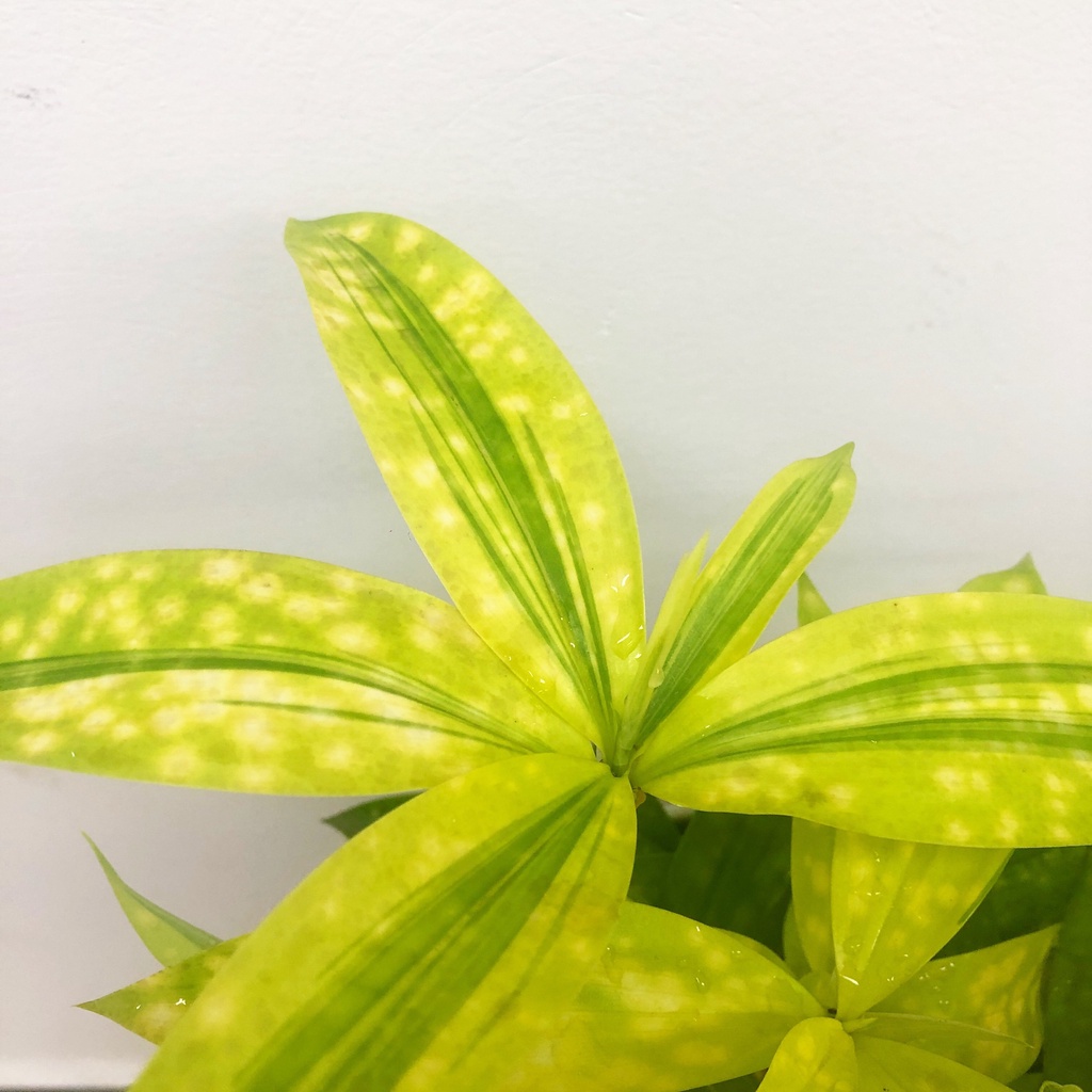 Cây Trúc nhật vàng , cây phong thủy trồng trong nhà trang trí nội thất văn phòng, ColorFull Shop