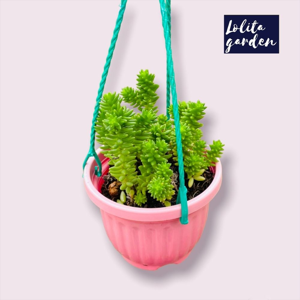Sen đá sedum rong biển trồng chậu treo Đà Lạt size trung bình cây cảnh trang trí nhà cửa Lolita garden