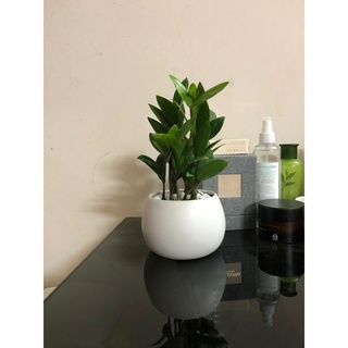 Cây Kim Tiền Chậu Sứ