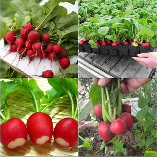 Hạt giống Củ cải đỏ tí hon F1 – 5Gram