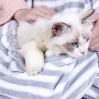 Tạp dề ôm thú cưng